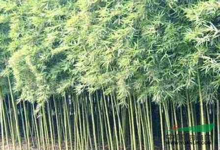 麻竹就是四季竹就是巨龙竹吗?