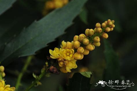 植物“十大功劳”名字的由来是什么?