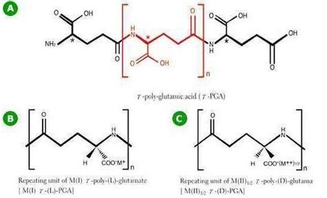 γ - 聚谷氨酸(γ - PGA)有长效缓释功能?