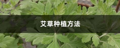 怎么种植艾叶一