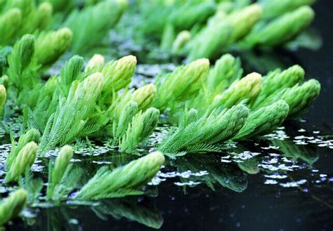 该如何种植金鱼藻?