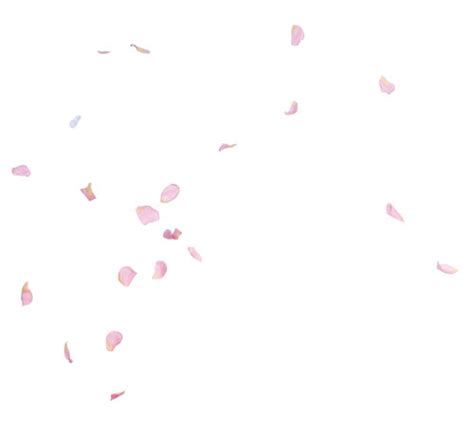 花瓣掉落的伤感句子