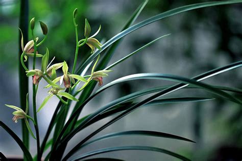 兰花用什么植料好?