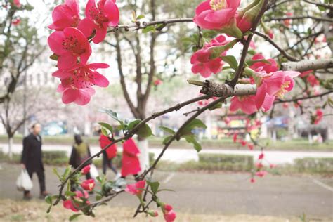 赏花拍照享受美好心情