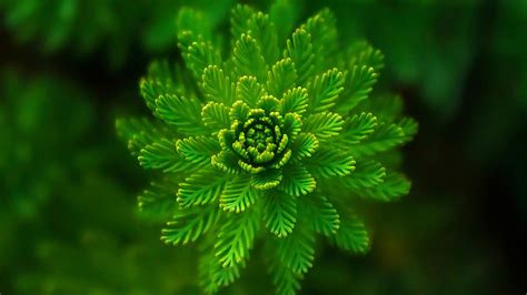 藻类植物的主要特性 图片 代表植物