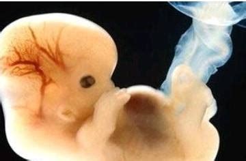 怀孕八个月的胎儿发育视频
