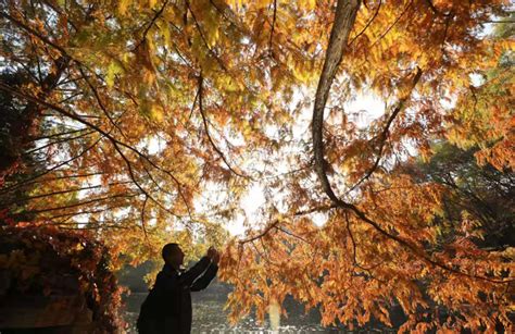 打卡北京植物园，欣赏风景如画的秋