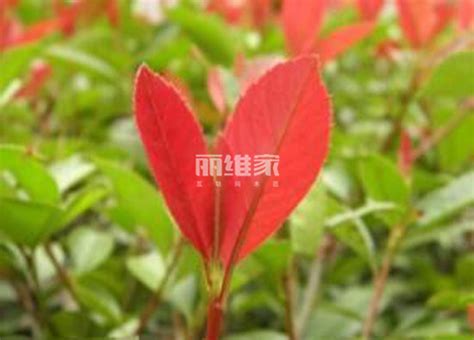 这是什么植物?树?新发芽的叶子是红的