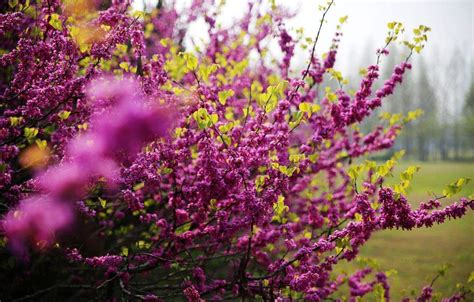 紫金花树是什么样子的