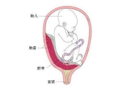 胎盘厚33cm是什么意思