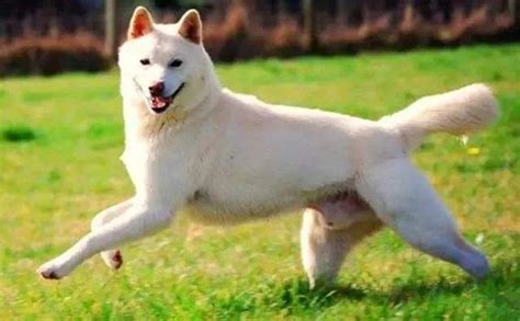 卡南犬