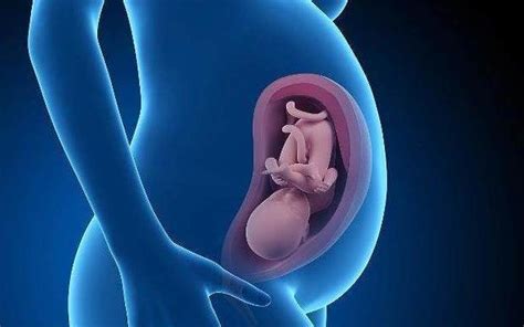 怀孕24周胎动是在下面正常吗