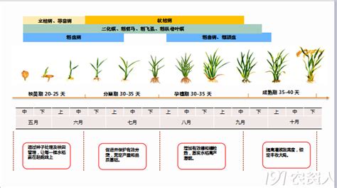 水稻什么时候播种