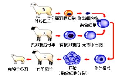 胎儿的性别是如何形成的