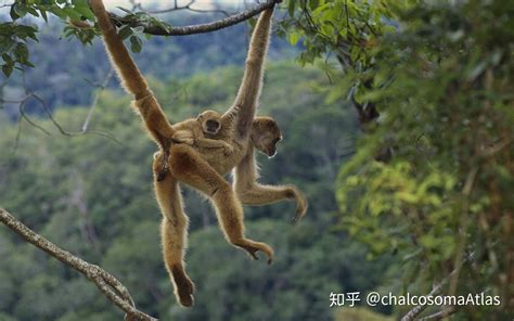 全部动物的尾巴各有什么作用?