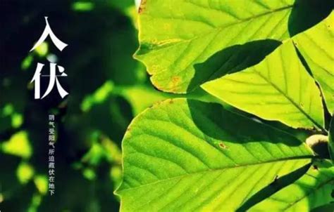 出伏第一天吃什么好