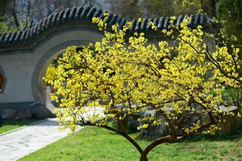 迎春花的样子和特点是什么