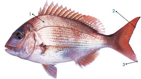 星露谷物语阿比盖尔要的绸鱼是哪个鱼