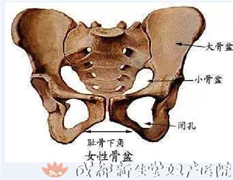 髋骨与耻骨是三角区吗