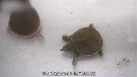 怎樣養甲魚
