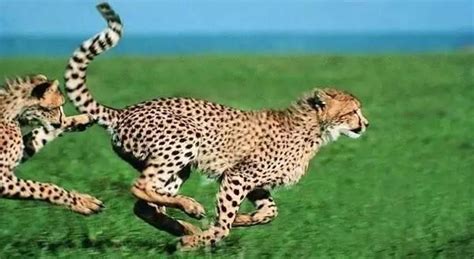世界上什么动物跑得最快?