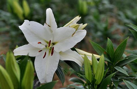 百合花都有什么颜色的?