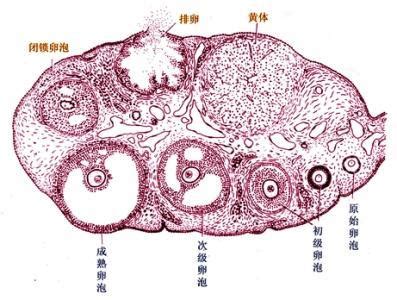 卵泡越大越容易生男孩