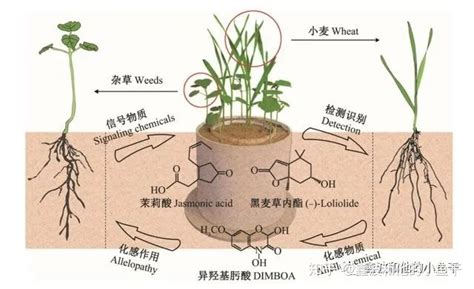 植物根有什么用?