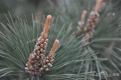 松树会开花吗