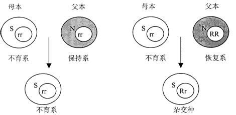 杂交育种是利用了什么原理