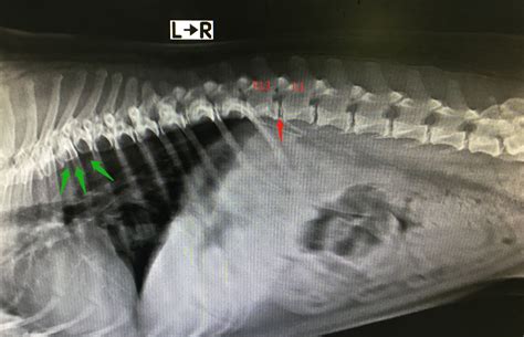 狗怀孕几天能检查出来
