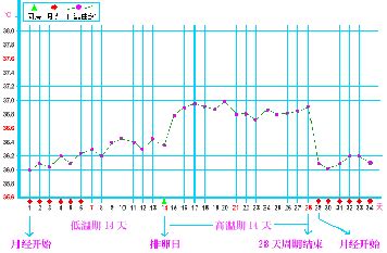 排卵期后的体温曲线图