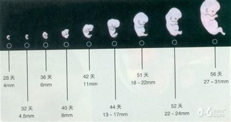 孕期如何促进胎儿的大脑发育