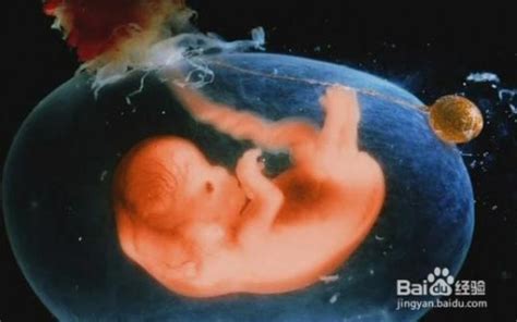 怀孕3个月胎儿b超图片