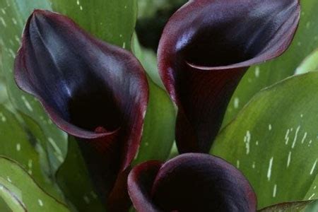 紫黑色的马蹄莲能放家里吗?