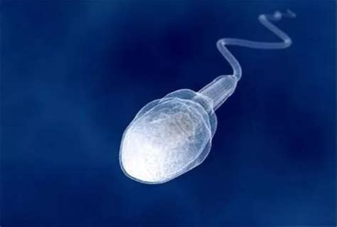 人工受孕的精子怎么来的