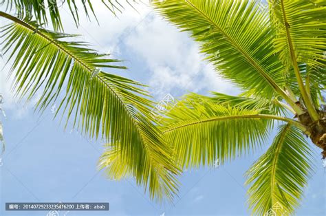 袖珍椰子树怎么养?