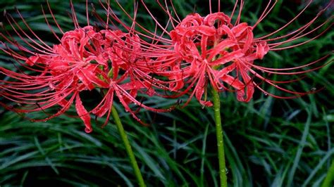 彼岸花要怎样种植