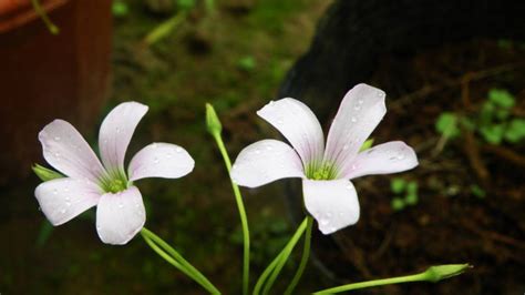 白花紫露草的繁殖方法