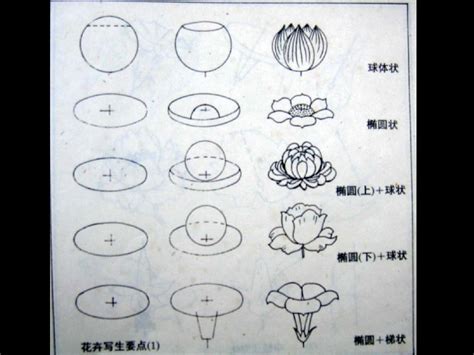 请求养花的教案