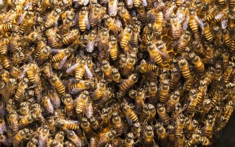 养蜂初学者该怎么做