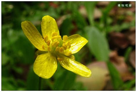 这是什么花 牡丹还是花毛茛？？