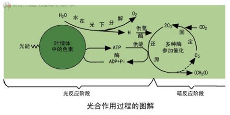 图1表示光合作用部分过程的图解,图2表示改变光照后,与光合作用有关的五碳化合物和三碳化合物在细胞内的