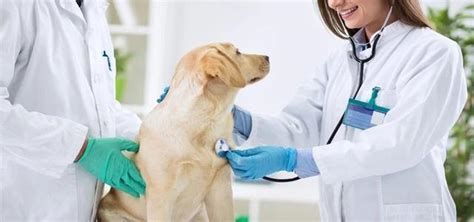 四联疫苗狗狗