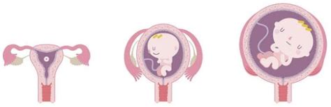 试管婴儿三级胚胎可以移植吗