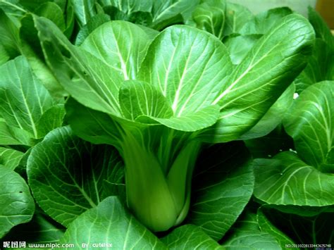 广东常吃的青菜有哪些