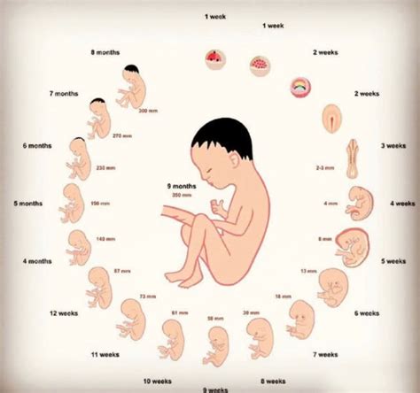 胎儿至少多少天才能检测出发育不良?