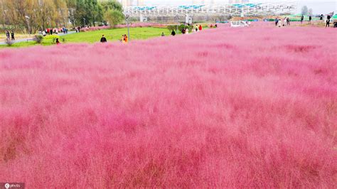 又一粉黛花海沦陷 又一粉黛花海沦陷的原因是什么