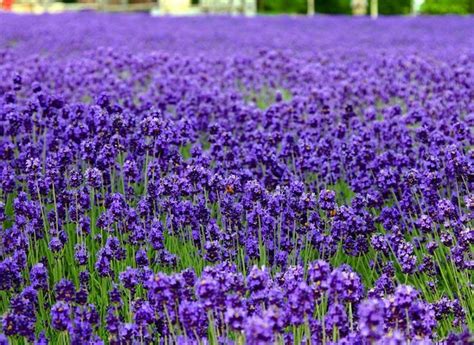 紫罗兰花语寓意是什么?