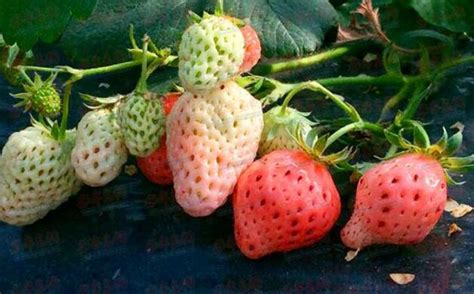 白草莓别名是什么?